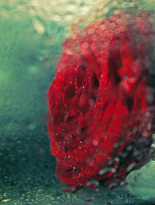 Underwater Rose