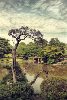 Old Japanese tree