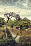 Old Japanese tree by Pajunen