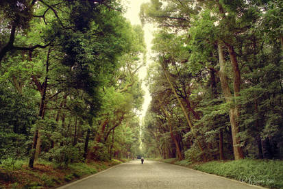 On the road to Meiji Shrine