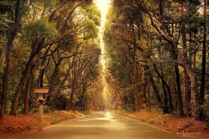 The road to Meiji Shrine