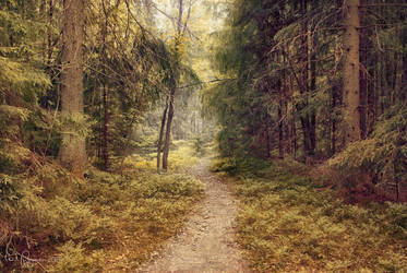 A path through the forest