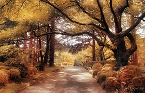 Shinjuku Gyoen Garden