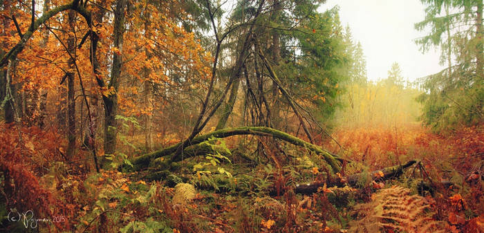 Autumn Forest