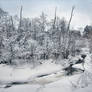 Frozen brook