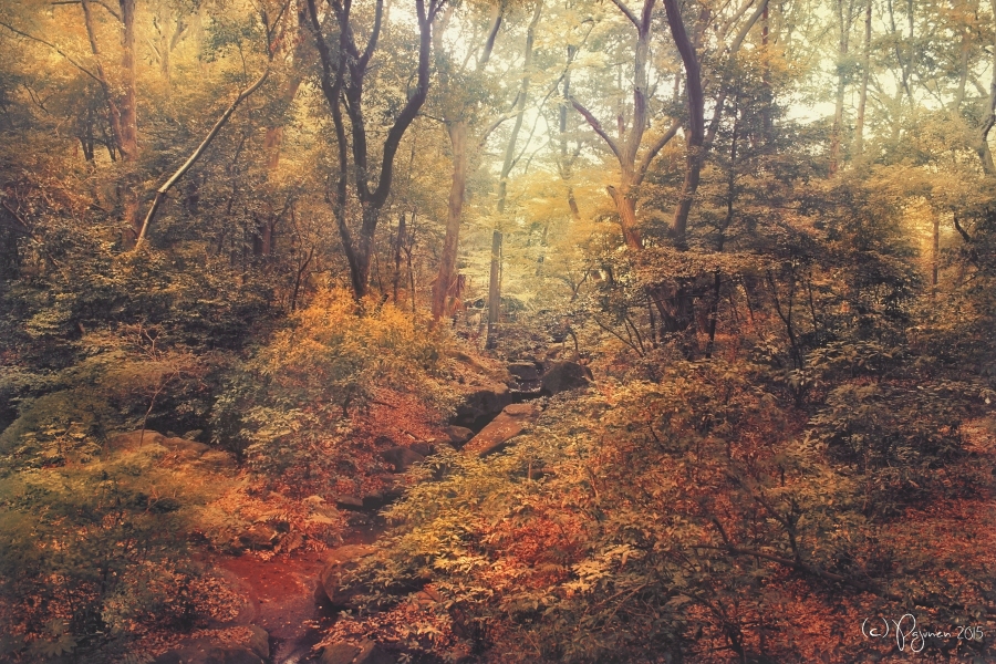 Japanese Forest by Pajunen