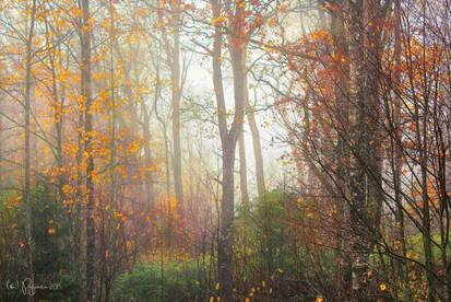 Autumnal Trees