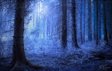 Blue Forest