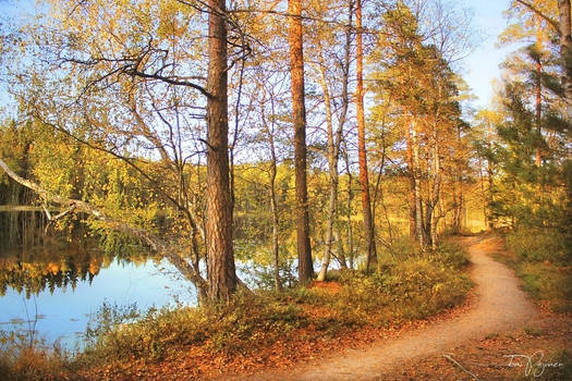 Trees by the forest lake