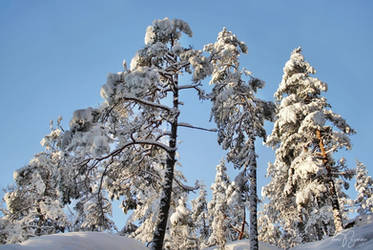 Snowy Trees