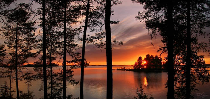 Trees' silhouettes