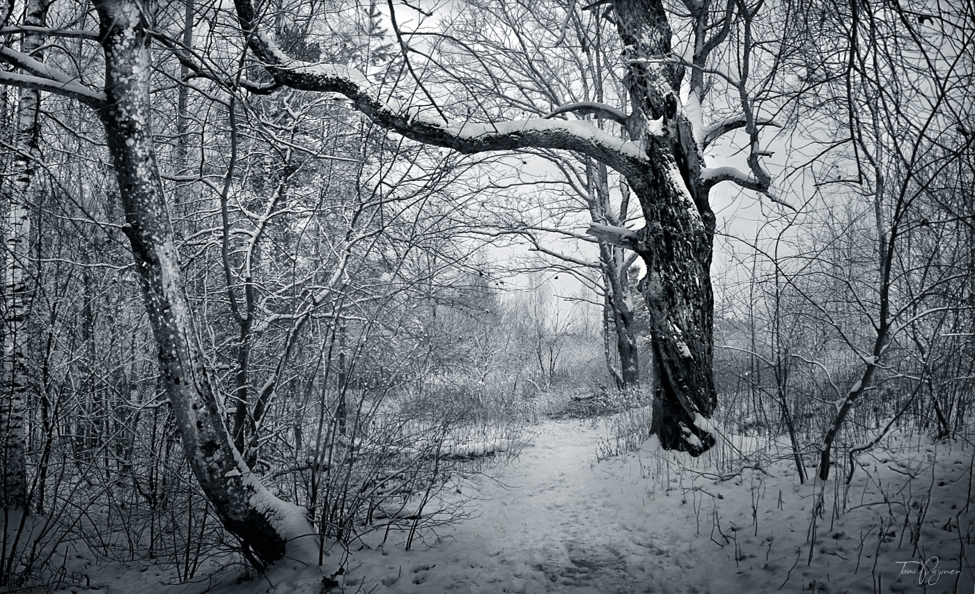 Winter Trees