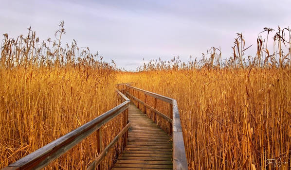 Nature Trail