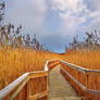 Walk through the reeds