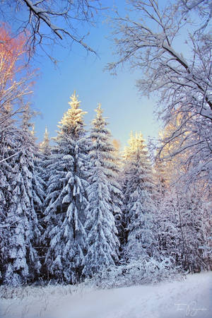 Snowy trees by Pajunen Snowy trees by Pajunen