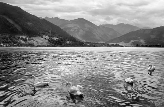 Zell Am See Swans