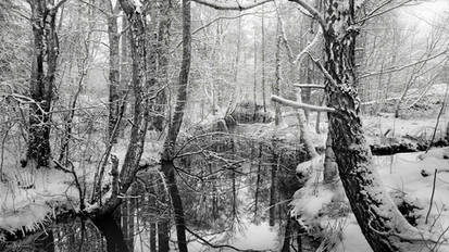 Trees by the river