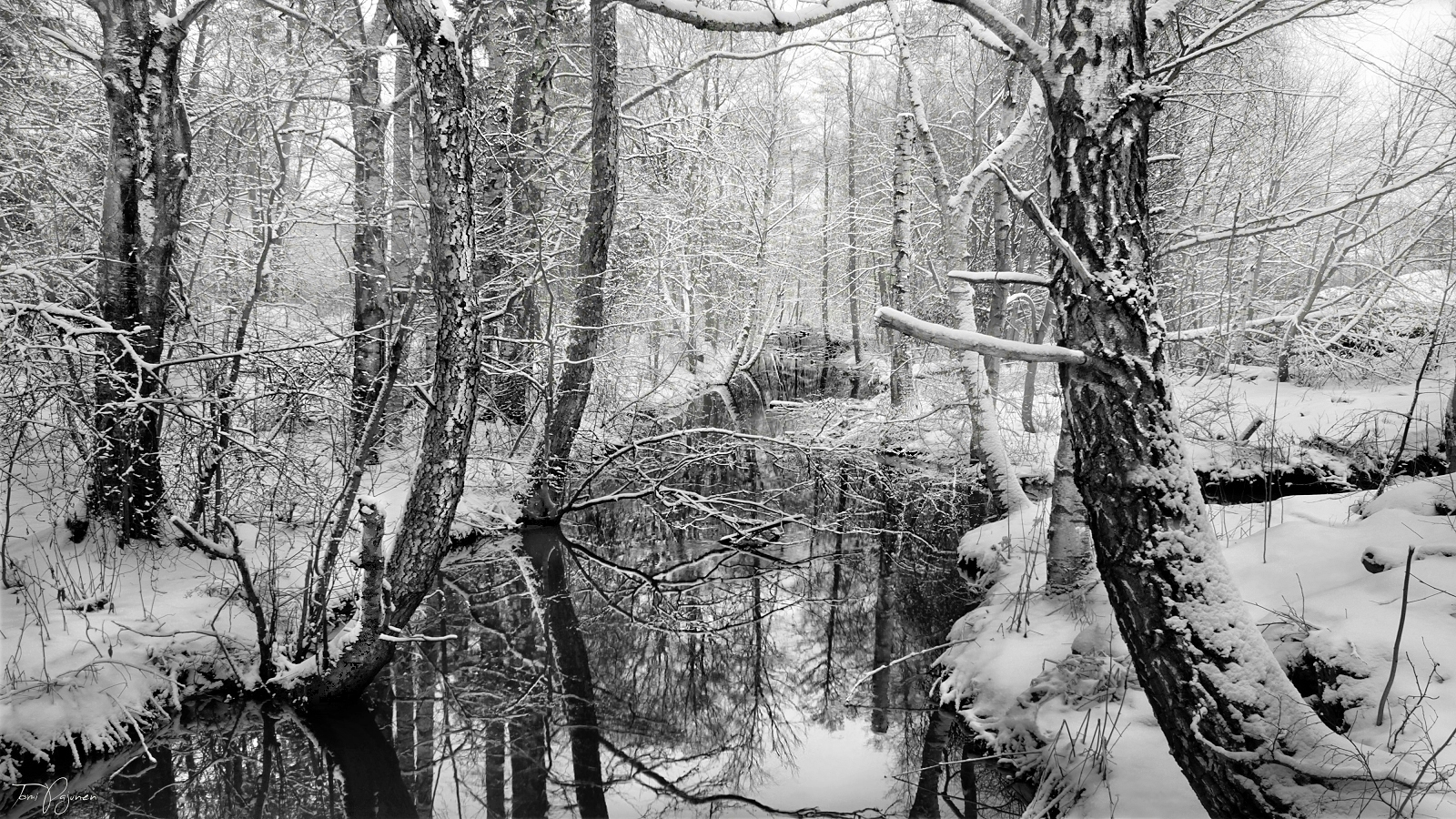 Trees by the river