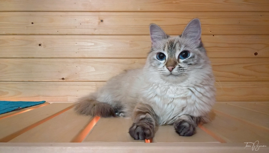 Sauna Cat