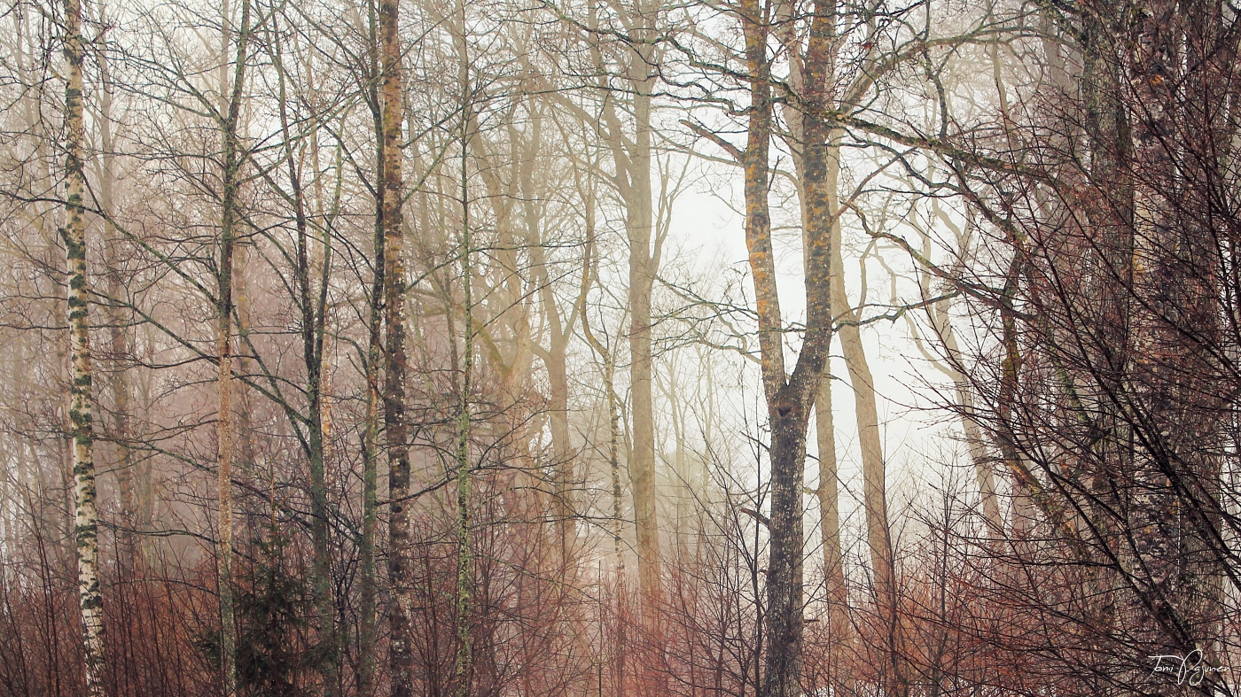 March trees