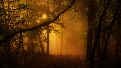 Misty Forest