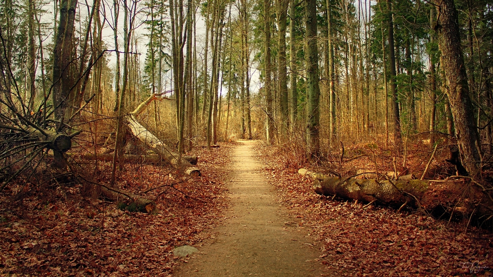 Path of the Fallen Trees