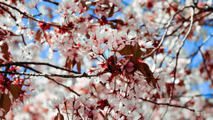 Cherry Blossoms