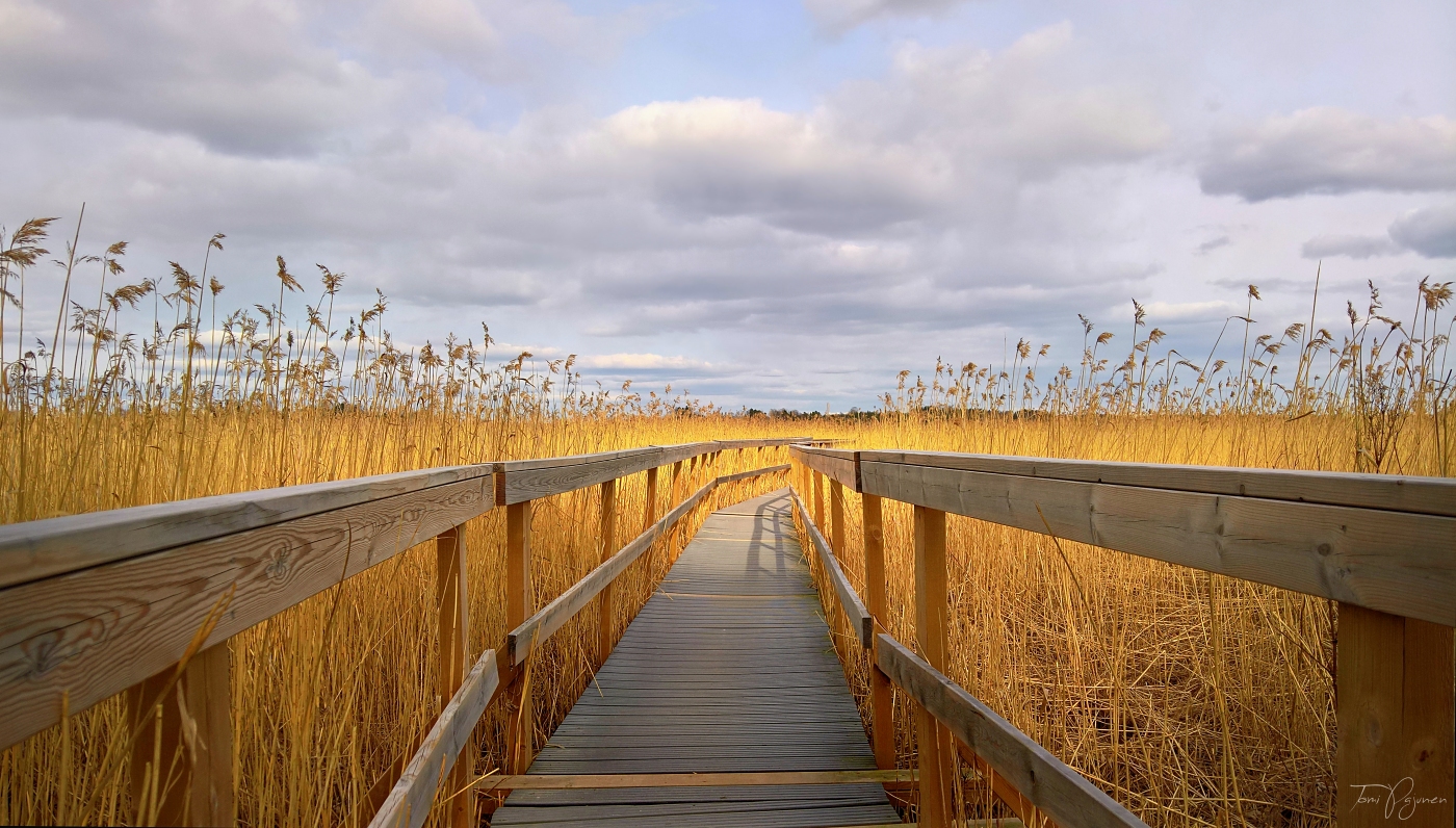 The Path II