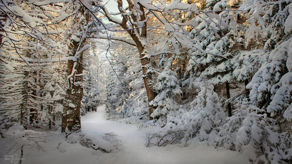 Snowy Forest Path by Pajunen