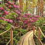 Rhododendron Park