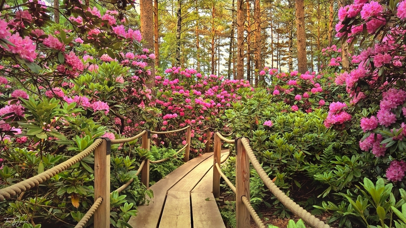 Rhododendron Park