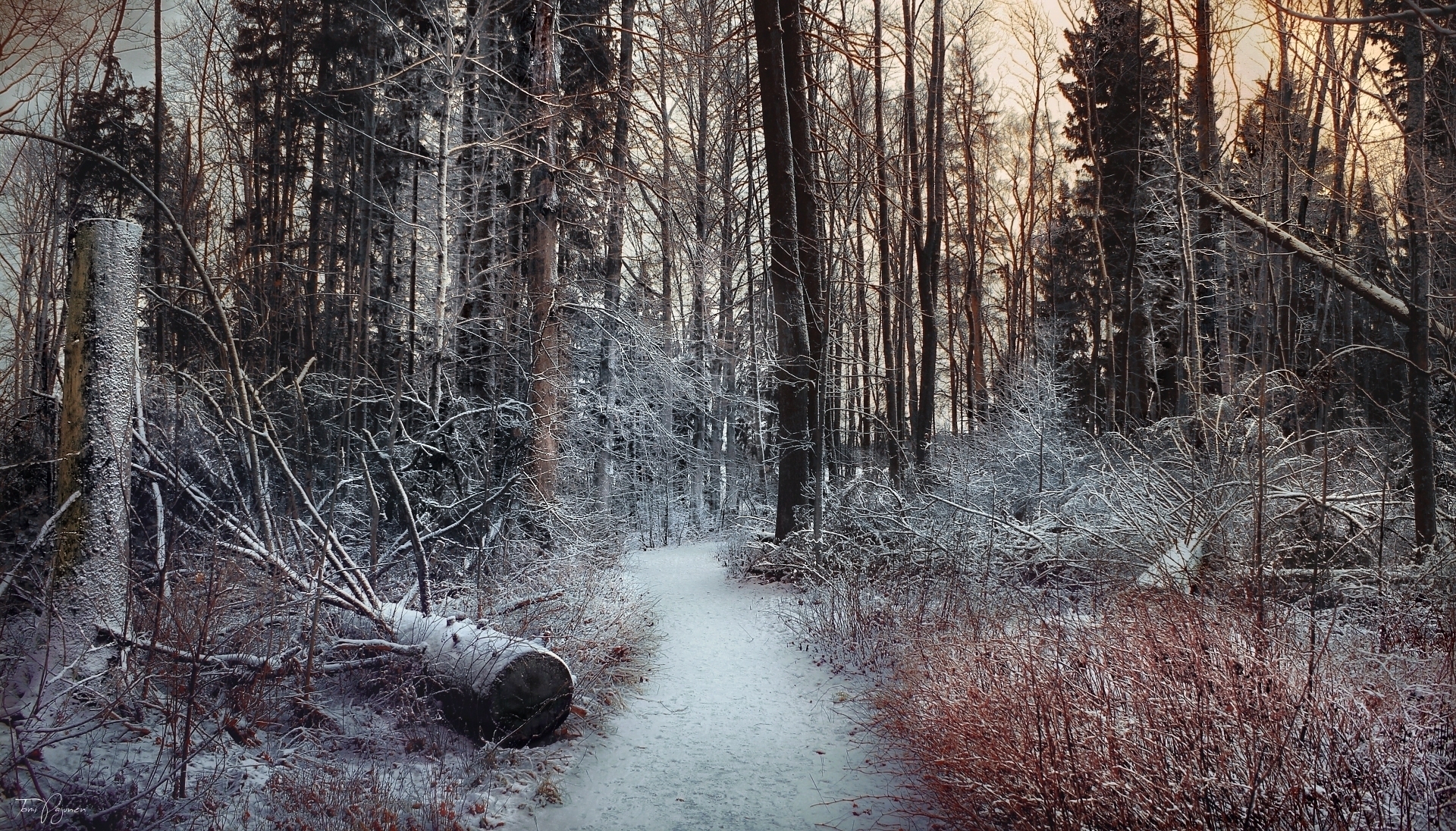 Path of the Fallen Trees II