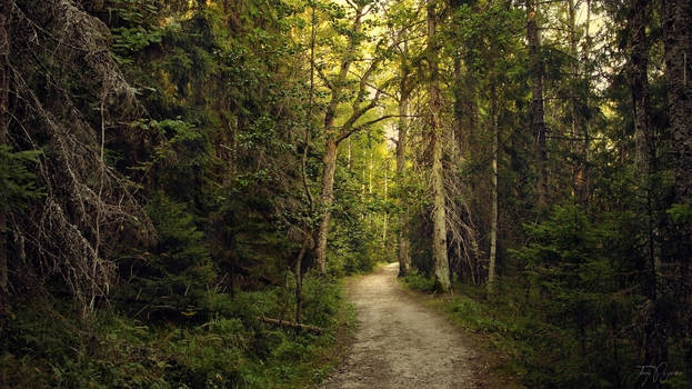 Forest Trail