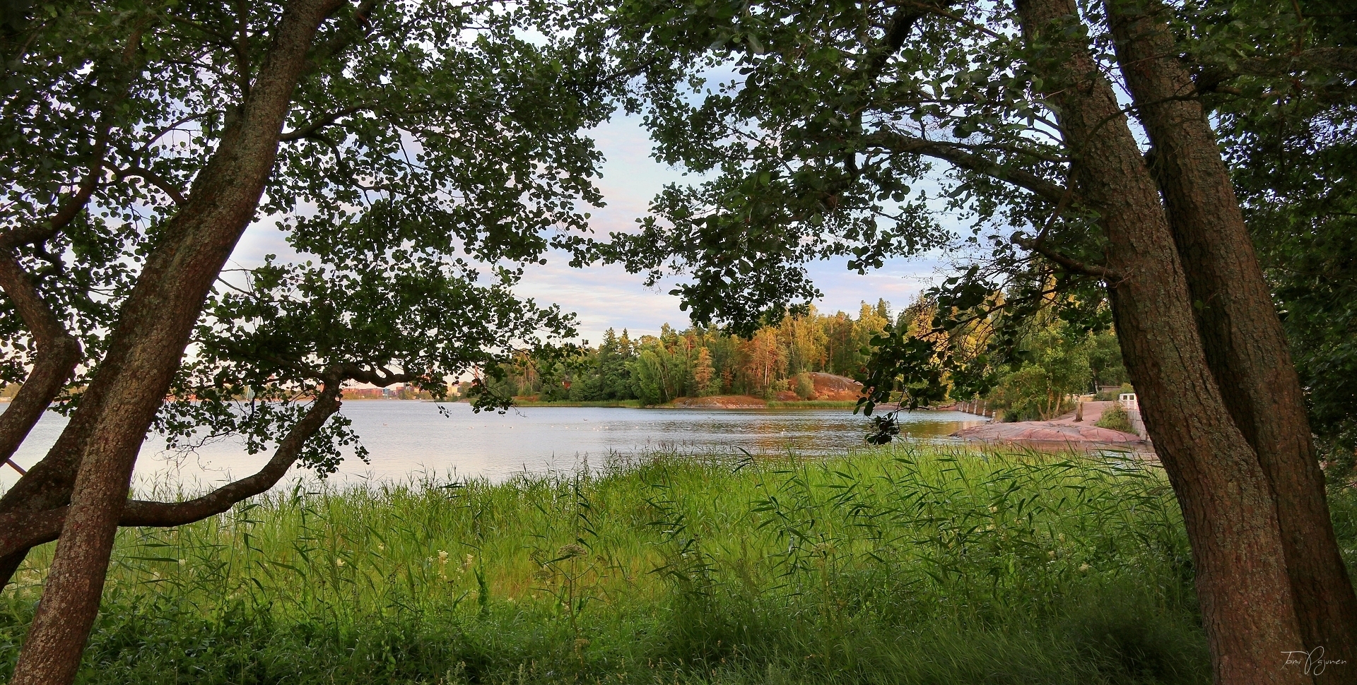 Trees and Sea