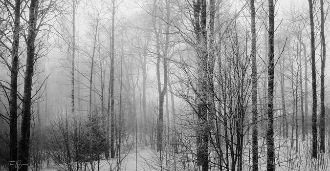 Misty Forest Trees