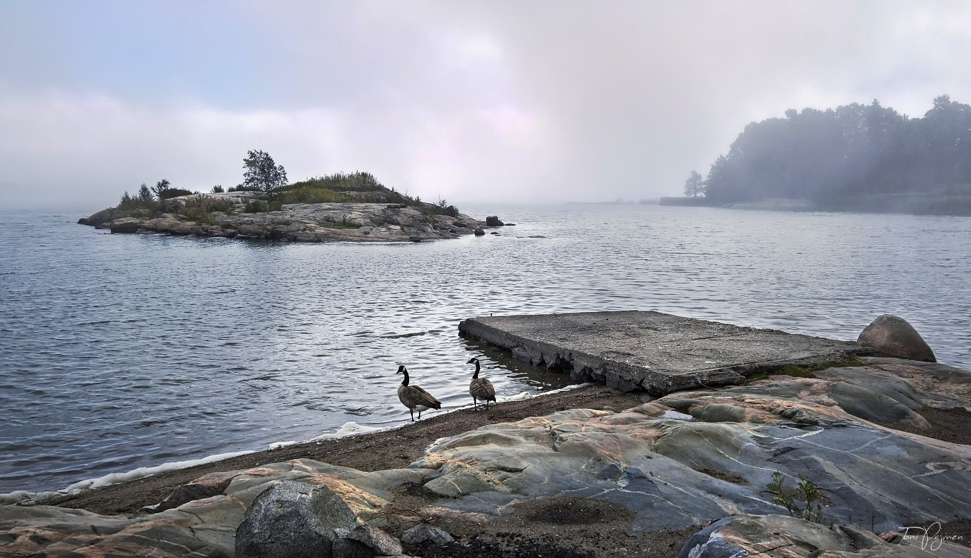 Canada geese on the sea shore