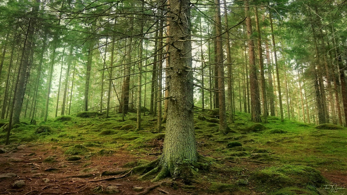 Trees Around Us by Pajunen