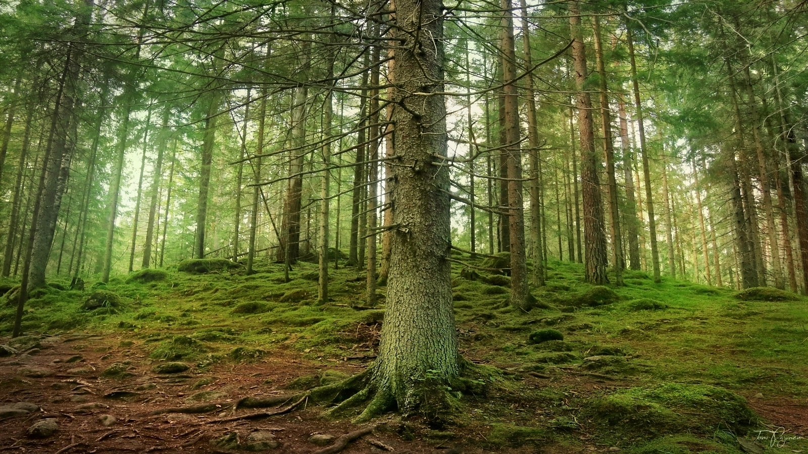 Trees Around Us by Pajunen