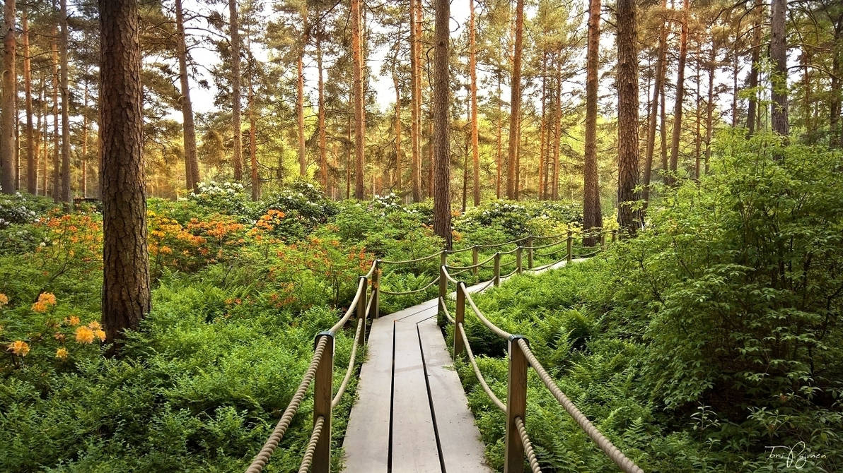 Rhododendron Park II by Pajunen