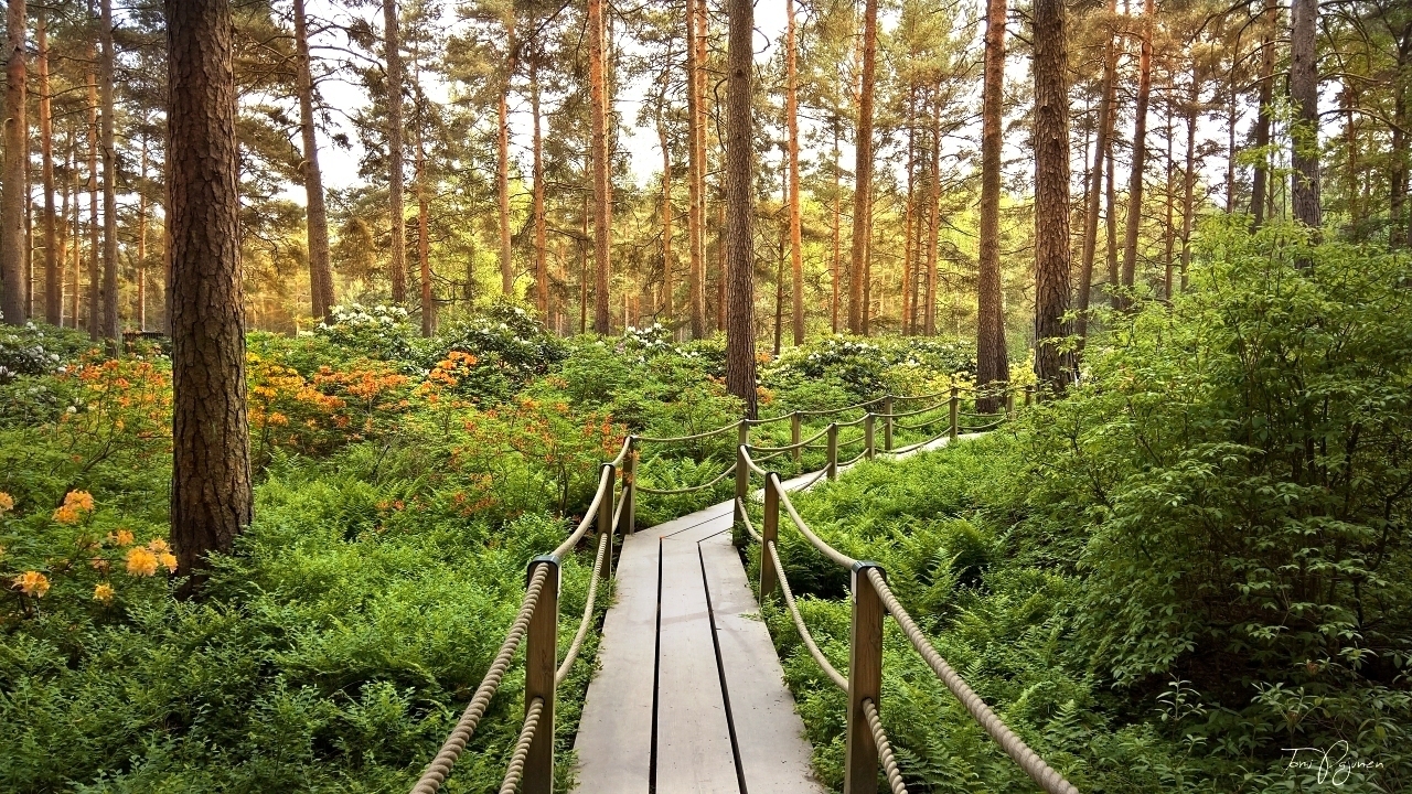 Rhododendron Park II by Pajunen