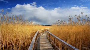 The Spirit Carries On