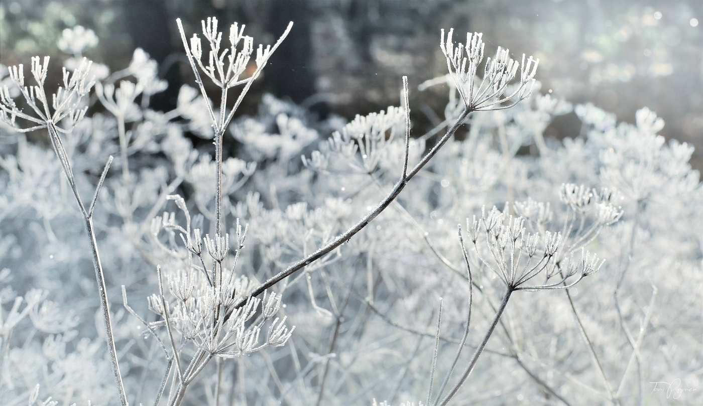 Frosty Morning