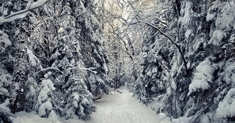 Winter Forest III