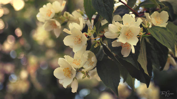 Blossoms II