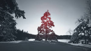 Below Zero Tree by Pajunen Below Zero Tree by Pajunen