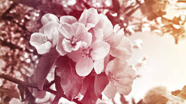 Apple Blossoms