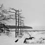 Trees on the seashore