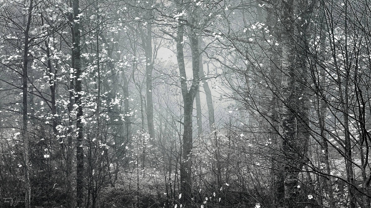Forest tales by Pajunen