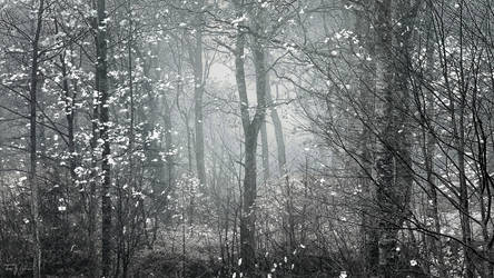 Forest tales by Pajunen