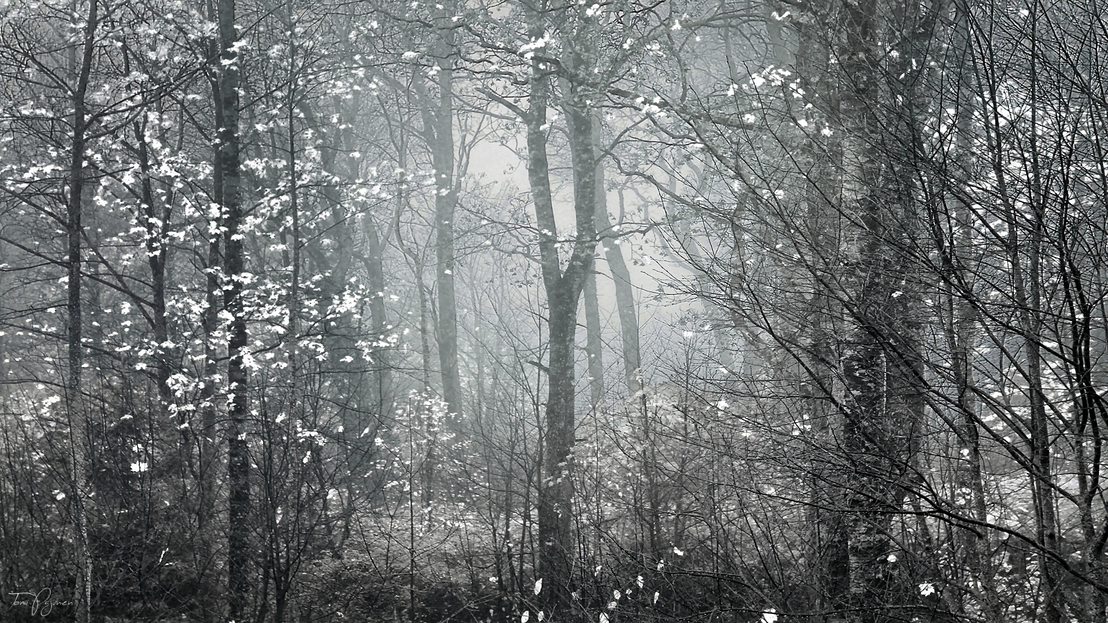 Forest tales by Pajunen